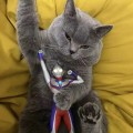 肥猫